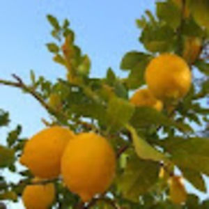 Meet your Posher, Jae